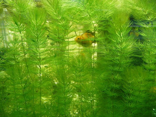 金魚藻<a href='http://zishuwang.com.cn/' target='_blank'>種子</a>