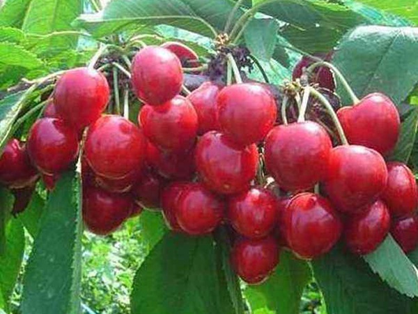 <a href='http://zishuwang.com.cn/guoshuzhongzi/2186.html' target='_blank'>山櫻桃</a>