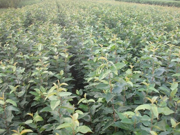 <a href='http://zishuwang.com.cn/guoshuzhongzi/2008.html' target='_blank'>杜梨</a>