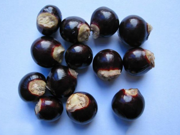 <a href='http://zishuwang.com.cn/guoshuzhongzi/2180.html' target='_blank'>桂圓</a>