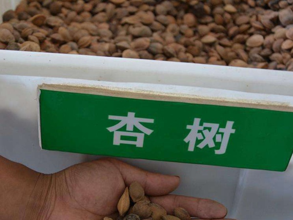 <a href='http://zishuwang.com.cn/guoshuzhongzi/2123.html' target='_blank'>杏樹</a><a href='http://zishuwang.com.cn/' target='_blank'>種子</a>