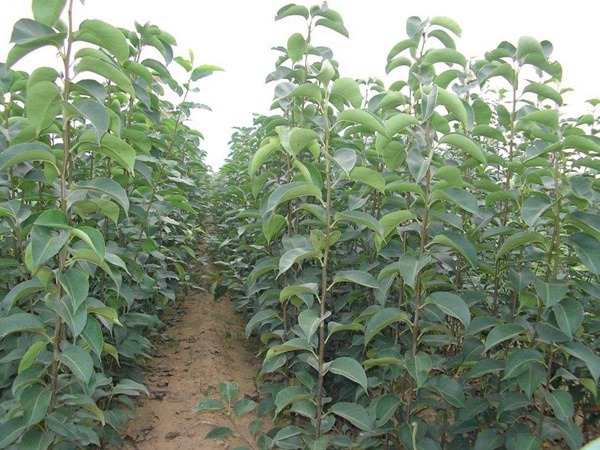 <a href='http://zishuwang.com.cn/guoshuzhongzi/1881.html' target='_blank'>梨樹(shù)</a>