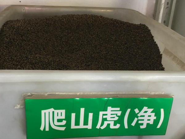 <a href='http://zishuwang.com.cn/linmuzhongzi/2193.html' target='_blank'>爬山虎種子</a>
