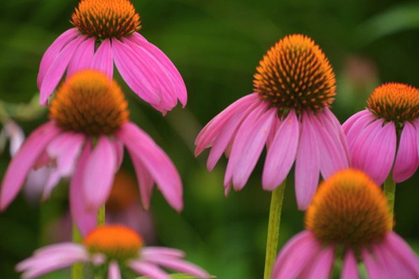 <a href='http://zishuwang.com.cn/caohuazhongzi/16047.html' target='_blank'>松果菊</a>