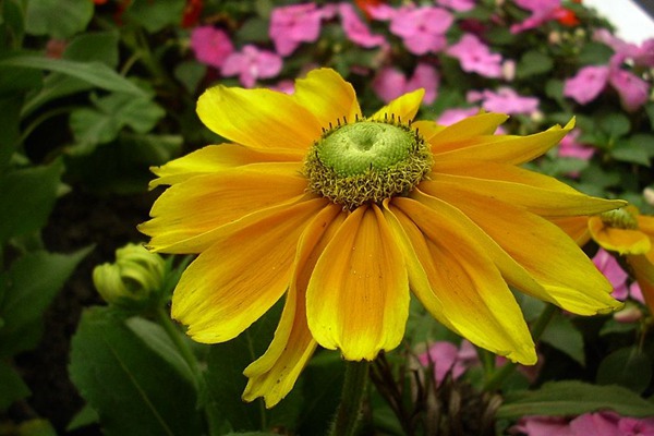 <a href='http://zishuwang.com.cn/caohuazhongzi/16049.html' target='_blank'>金光菊</a>