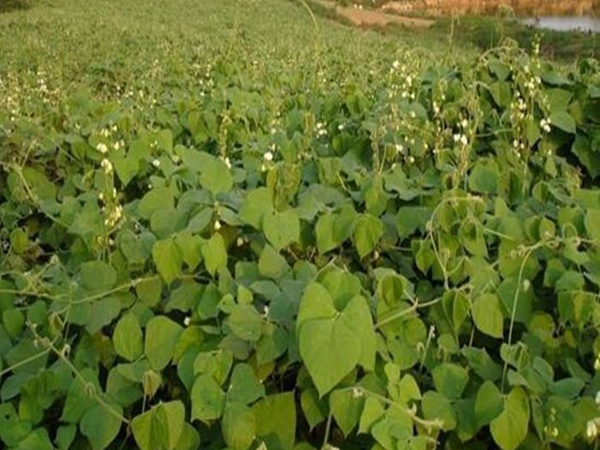 <a href='http://zishuwang.com.cn/mucaozhongzi/23270.html' target='_blank'>拉巴豆種子</a>