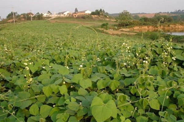 <a href='http://zishuwang.com.cn/mucaozhongzi/23270.html' target='_blank'>拉巴豆</a><a href='http://zishuwang.com.cn/' target='_blank'>種子</a>