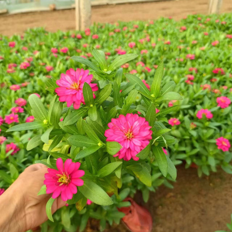 <a href='http://zishuwang.com.cn/caohuazhongzi/1020.html' target='_blank'>百日草</a>