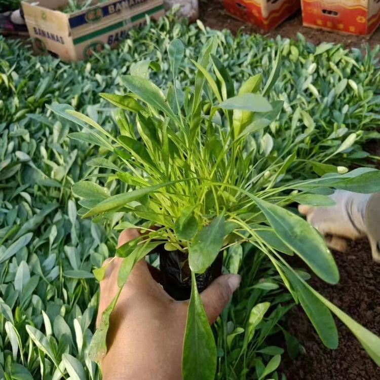 <a href='http://zishuwang.com.cn/caohuazhongzi/1568.html' target='_blank'>金雞菊</a>