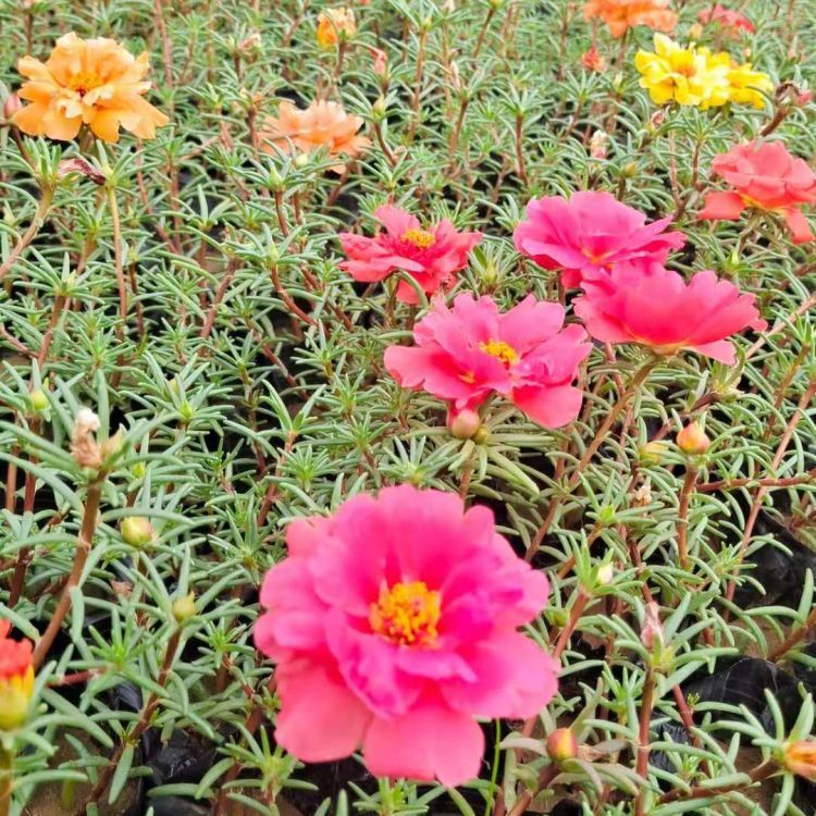 <a href='http://zishuwang.com.cn/caohuazhongzi/16045.html' target='_blank'>太陽花</a>