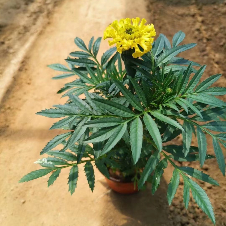 <a href='http://zishuwang.com.cn/caohuazhongzi/1631.html' target='_blank'>萬壽菊</a>
