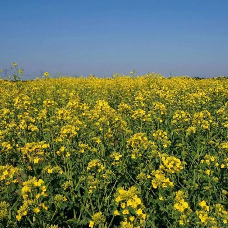<a href='http://zishuwang.com.cn/caohuazhongzi/17855.html' target='_blank'>油菜</a>花