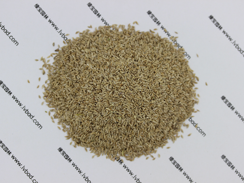 狗牙根<a href='http://zishuwang.com.cn/' target='_blank'>種子</a>圖片