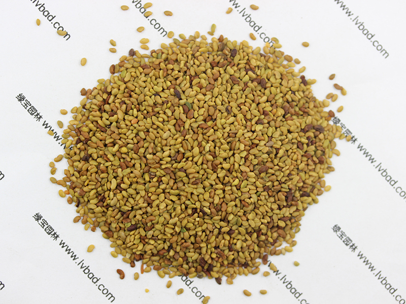 紫花<a href='http://zishuwang.com.cn/mucaozhongzi/5.html' target='_blank'>苜蓿</a><a href='http://zishuwang.com.cn/' target='_blank'>種子</a>