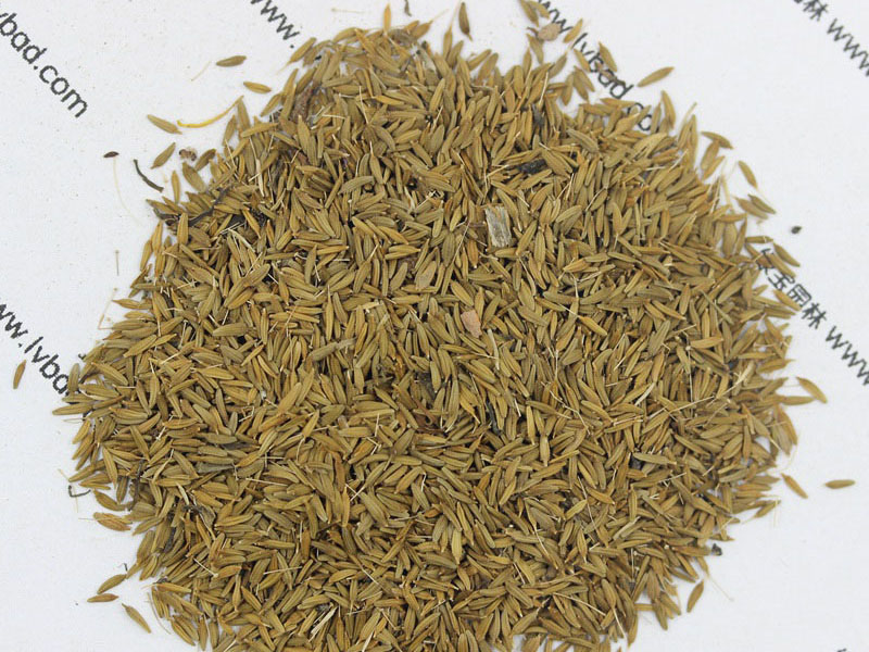 <a href='http://zishuwang.com.cn/caohuazhongzi/1607.html' target='_blank'>蒲公英種子</a>