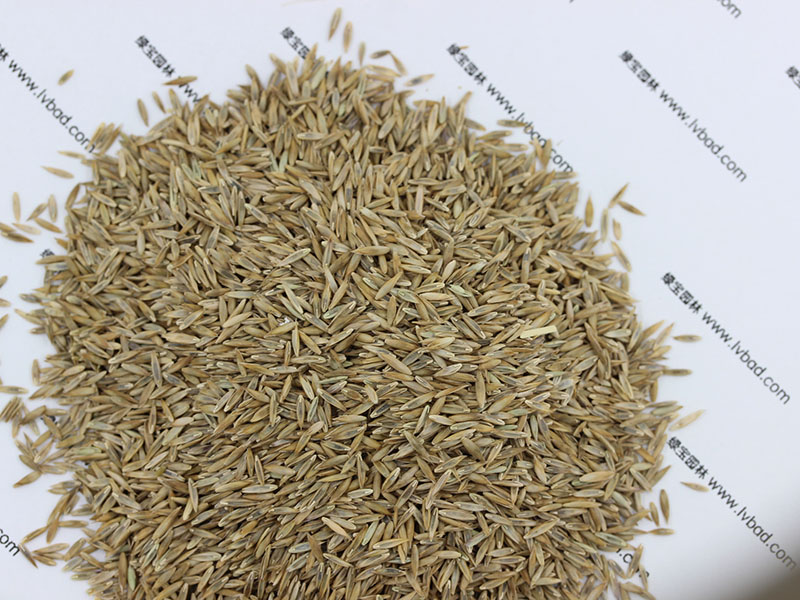 <a href='http://zishuwang.com.cn/caopingzhongzi/1667.html' target='_blank'>高羊茅</a><a href='http://zishuwang.com.cn/' target='_blank'>種子</a>