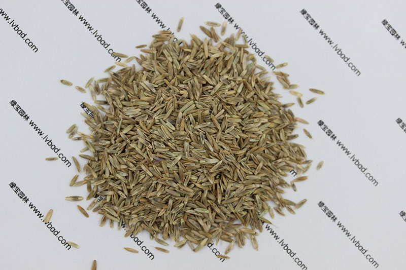 <a href='http://zishuwang.com.cn/caopingzhongzi/1666.html' target='_blank'>多年生黑麥草種子</a>