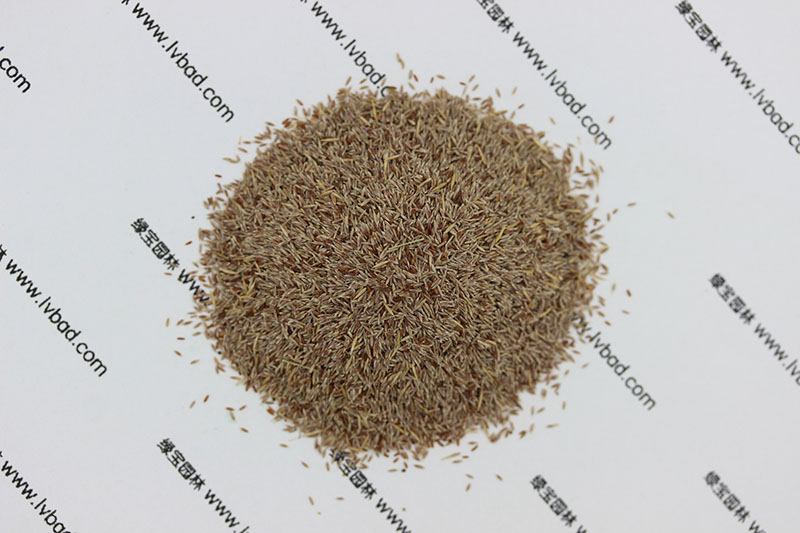 <a href='http://zishuwang.com.cn/caopingzhongzi/1670.html' target='_blank'>剪股穎種子</a>