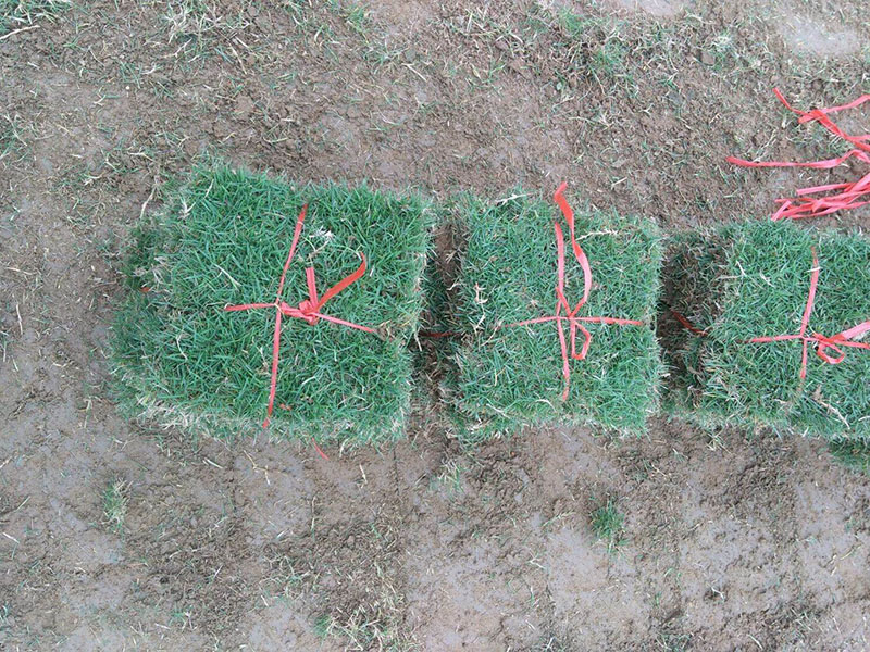 <a href='http://zishuwang.com.cn/caopingzhongzi/3258.html' target='_blank'>馬尼拉草坪</a>
