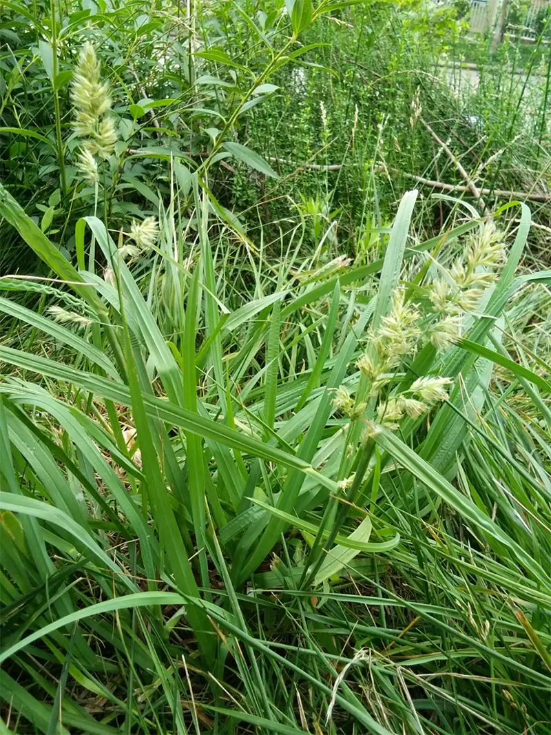 <a href='http://zishuwang.com.cn/mucaozhongzi/8.html' target='_blank'>鴨茅草</a>葉子和穗
