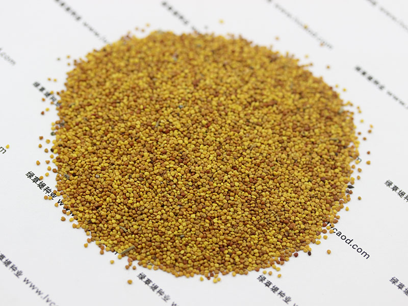 <a href='http://zishuwang.com.cn/caopingzhongzi/1662.html' target='_blank'>白三葉種子</a>