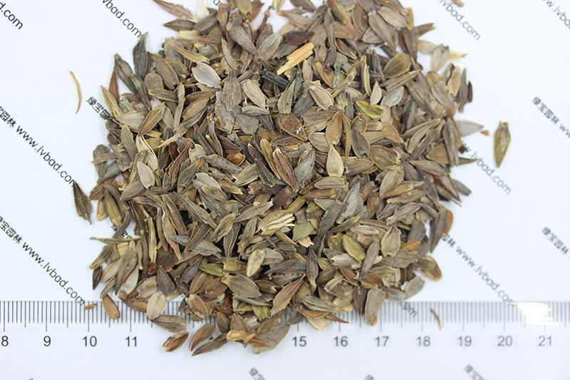 <a href='http://zishuwang.com.cn/caohuazhongzi/1020.html' target='_blank'>百日草種子</a>