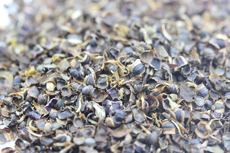 金雞菊<a href='http://zishuwang.com.cn/' target='_blank'>種子</a>