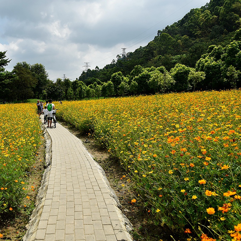 硫華菊在景區(qū)公園的應(yīng)用