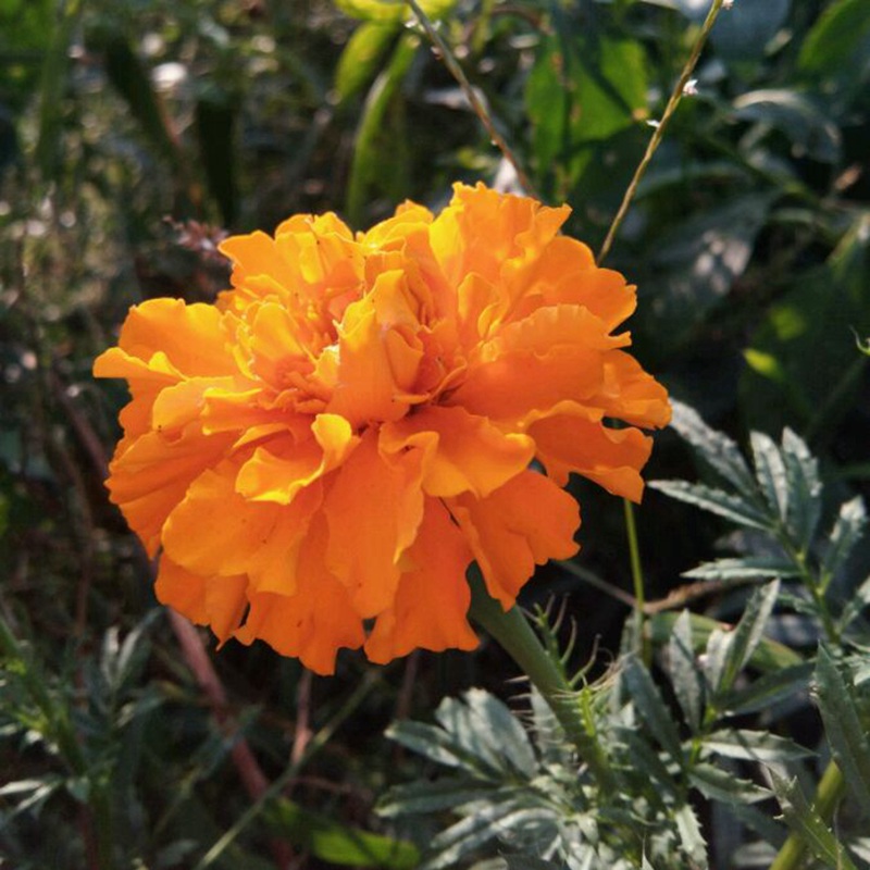 <a href='http://zishuwang.com.cn/caohuazhongzi/1631.html' target='_blank'>萬壽菊</a>