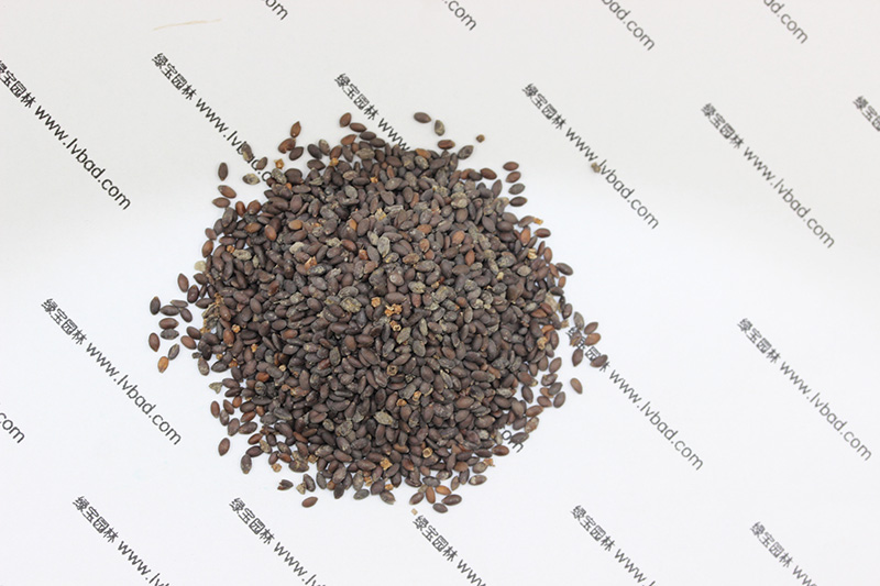 <a href='http://zishuwang.com.cn/caohuazhongzi/1626.html' target='_blank'>鼠尾草種子</a>