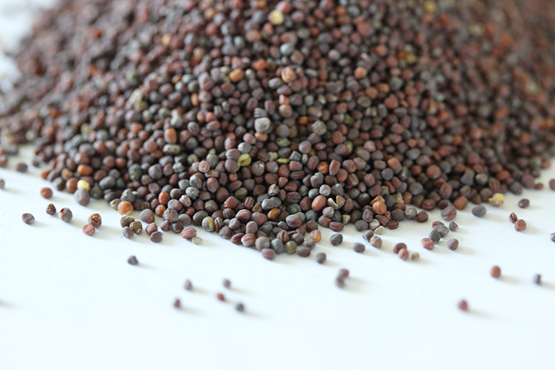 油菜<a href='http://zishuwang.com.cn/' target='_blank'>種子</a>