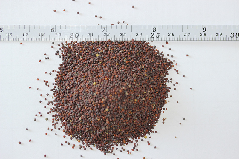 <a href='http://zishuwang.com.cn/caohuazhongzi/17855.html' target='_blank'>油菜種子</a>