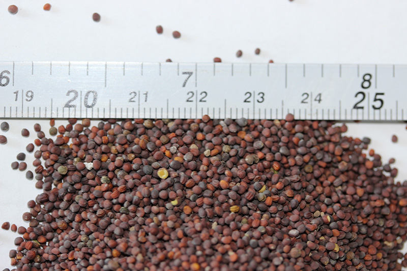 <a href='http://zishuwang.com.cn/caohuazhongzi/17855.html' target='_blank'>油菜種子</a>