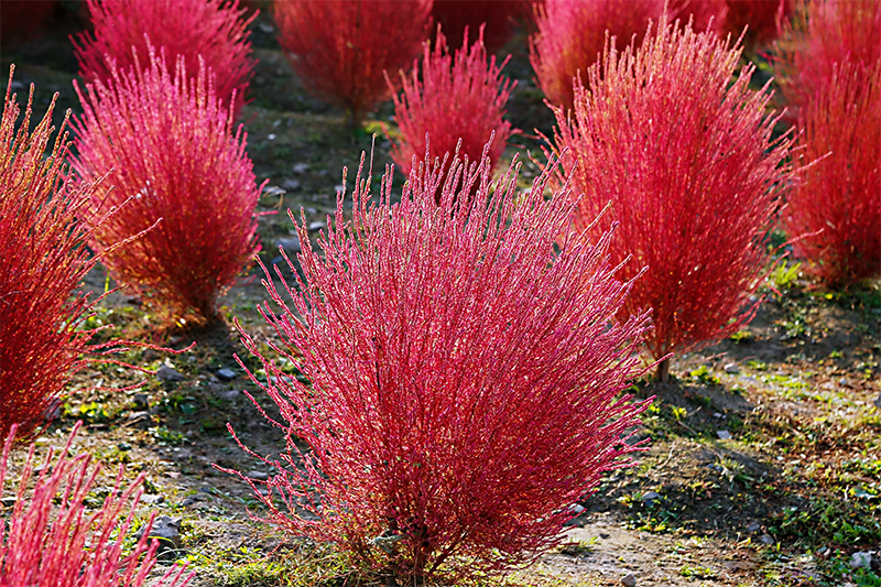<a href='http://zishuwang.com.cn/caohuazhongzi/16600.html' target='_blank'>紅葉地膚</a>植株圖片