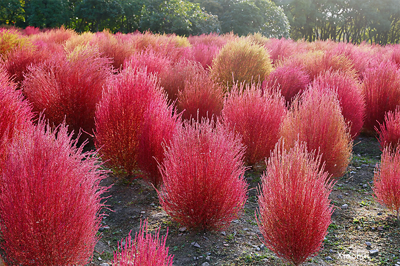 <a href='http://zishuwang.com.cn/caohuazhongzi/16600.html' target='_blank'>紅葉地膚</a>植株圖片