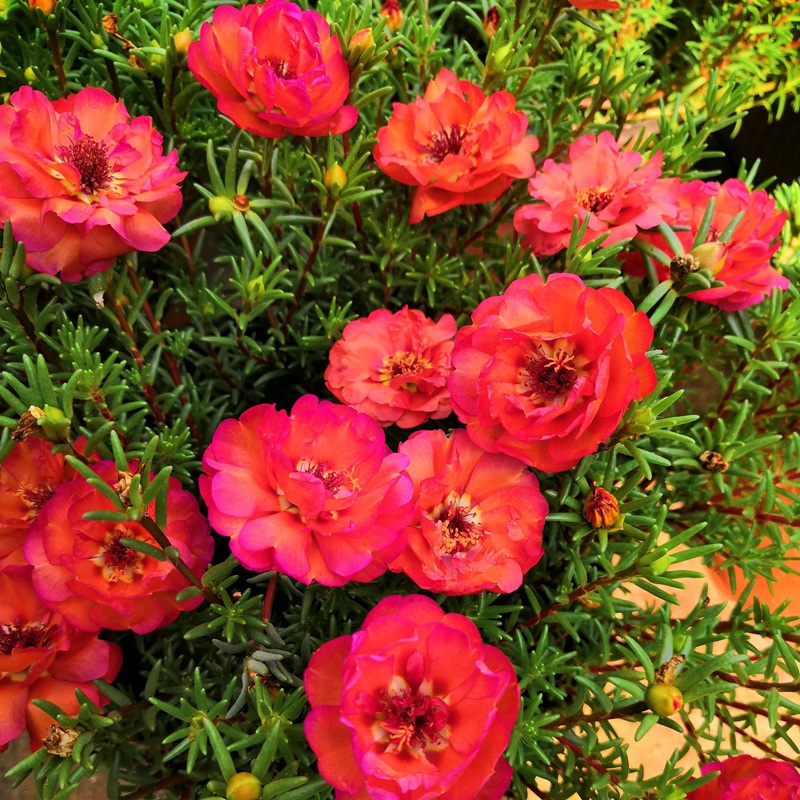<a href='http://zishuwang.com.cn/caohuazhongzi/16045.html' target='_blank'>太陽花種子</a>