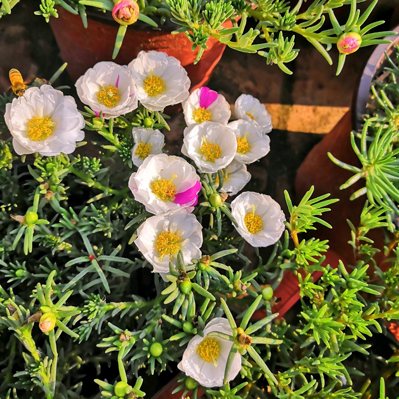 <a href='http://zishuwang.com.cn/caohuazhongzi/16045.html' target='_blank'>太陽花種子</a>