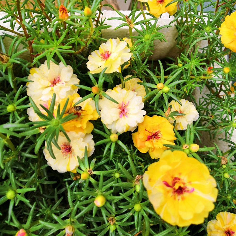 太陽花<a href='http://zishuwang.com.cn/' target='_blank'>種子</a>