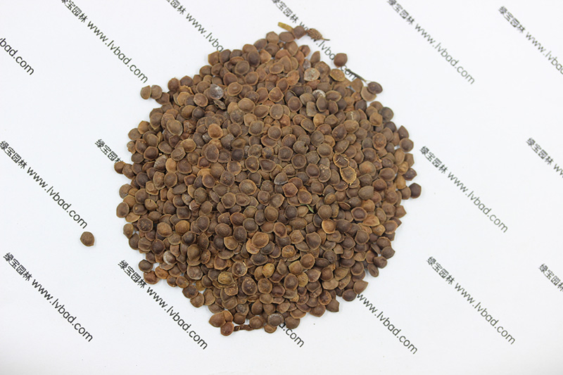 <a href='http://zishuwang.com.cn/caohuazhongzi/1058.html' target='_blank'>含羞草</a><a href='http://zishuwang.com.cn/' target='_blank'>種子</a>