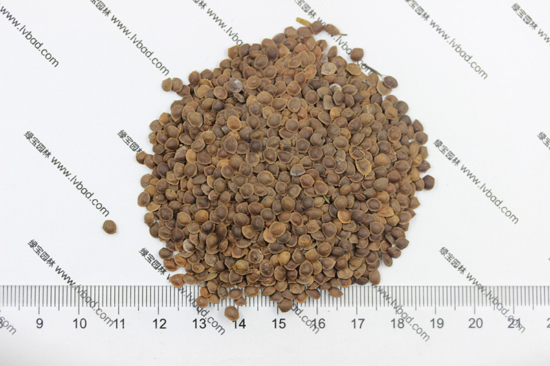 <a href='http://zishuwang.com.cn/caohuazhongzi/1058.html' target='_blank'>含羞草種子</a>