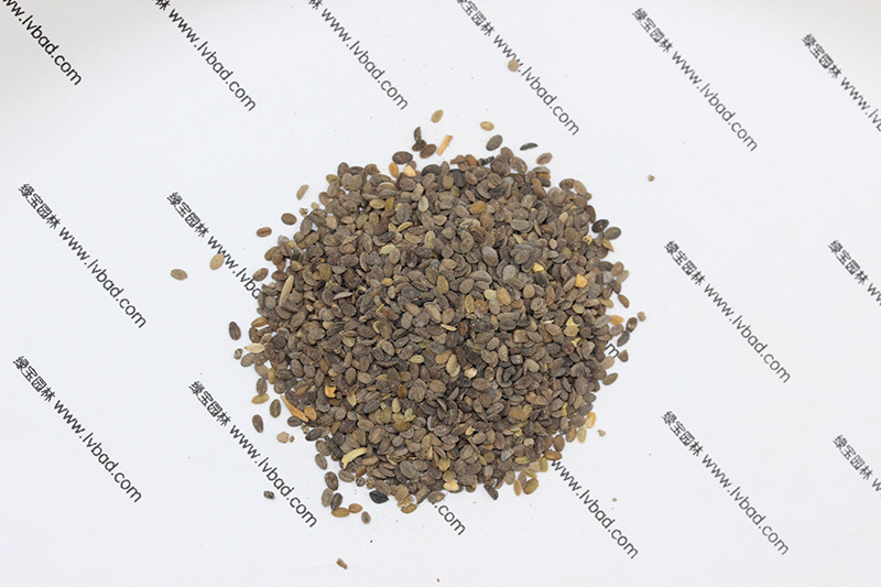福祿考<a href='http://zishuwang.com.cn/' target='_blank'>種子</a>