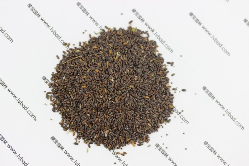 <a href='http://zishuwang.com.cn/caohuazhongzi/1645.html' target='_blank'>薰衣草</a><a href='http://zishuwang.com.cn/' target='_blank'>種子</a>