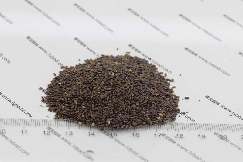 <a href='http://zishuwang.com.cn/caohuazhongzi/1645.html' target='_blank'>薰衣草種子</a>