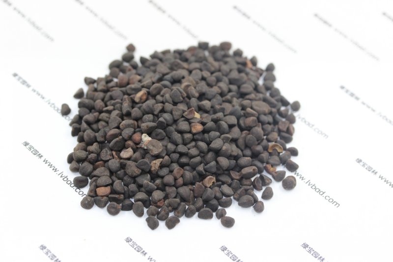 <a href='http://zishuwang.com.cn/caohuazhongzi/1613.html' target='_blank'>牽?；?/a><a href='http://zishuwang.com.cn/' target='_blank'>種子</a>