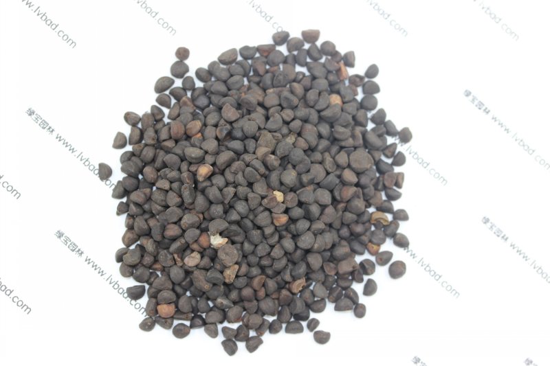 <a href='http://zishuwang.com.cn/caohuazhongzi/1613.html' target='_blank'>牽牛花種子</a>