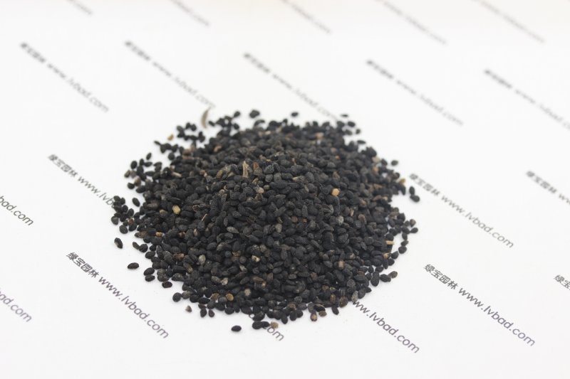 黑種草<a href='http://zishuwang.com.cn/' target='_blank'>種子</a>