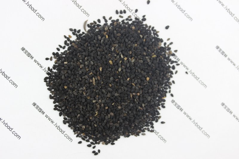 <a href='http://zishuwang.com.cn/caohuazhongzi/1061.html' target='_blank'>黑種草種子</a>