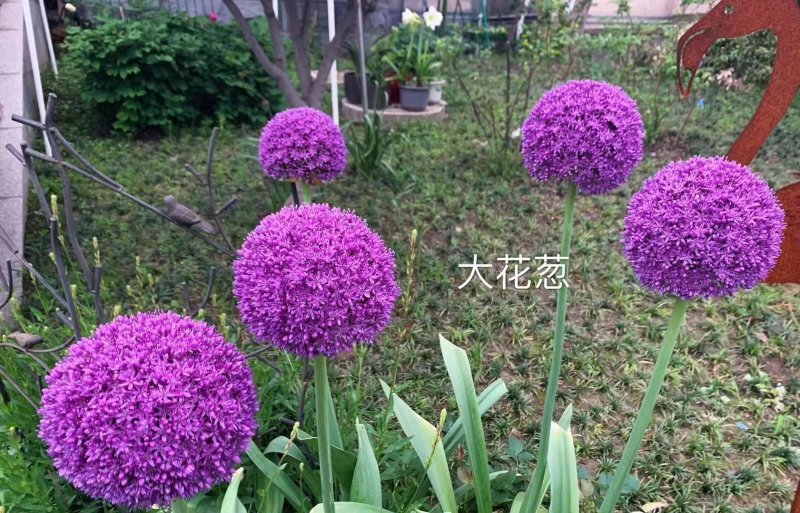 采收<a href='http://zishuwang.com.cn/caohuazhongzi/1035.html' target='_blank'>大花蔥種球</a>