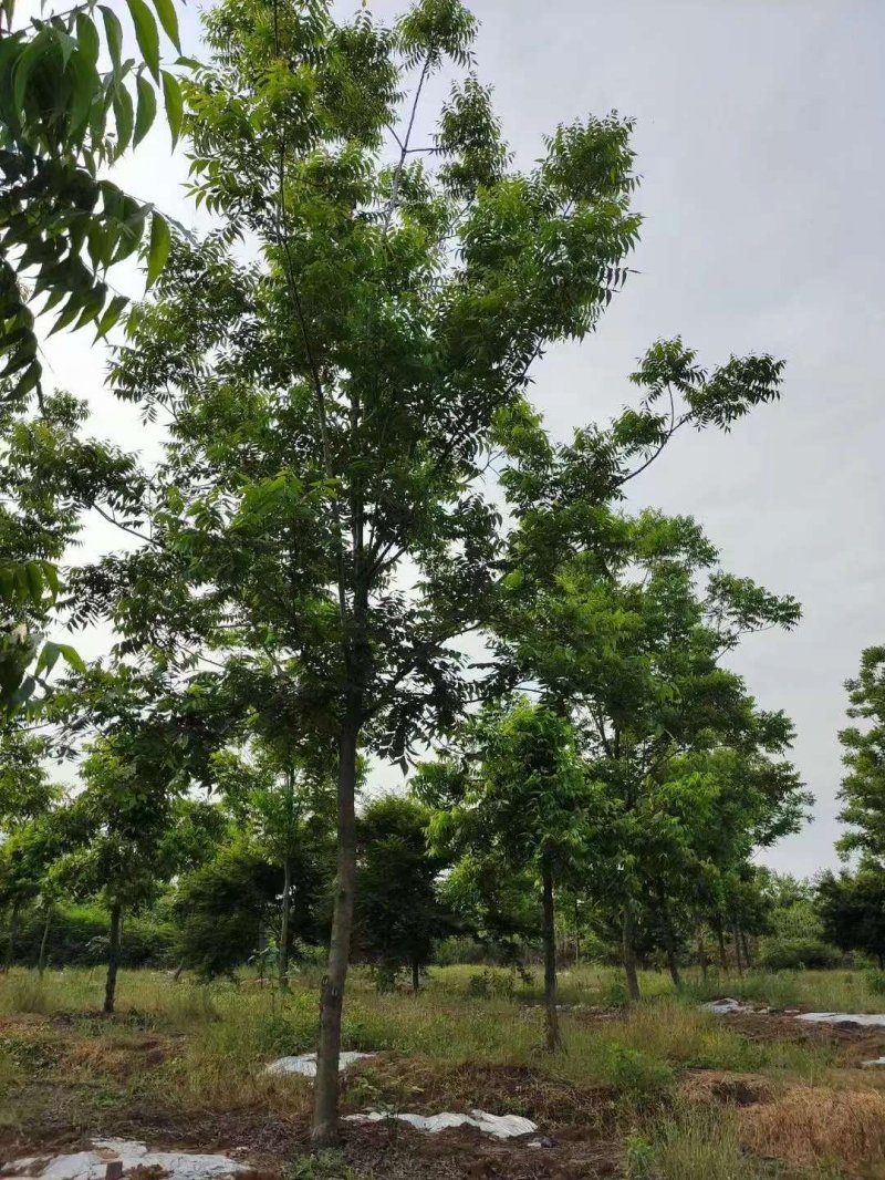核<a href='http://zishuwang.com.cn/linmuzhongzi/1723.html' target='_blank'>桃樹(shù)</a>