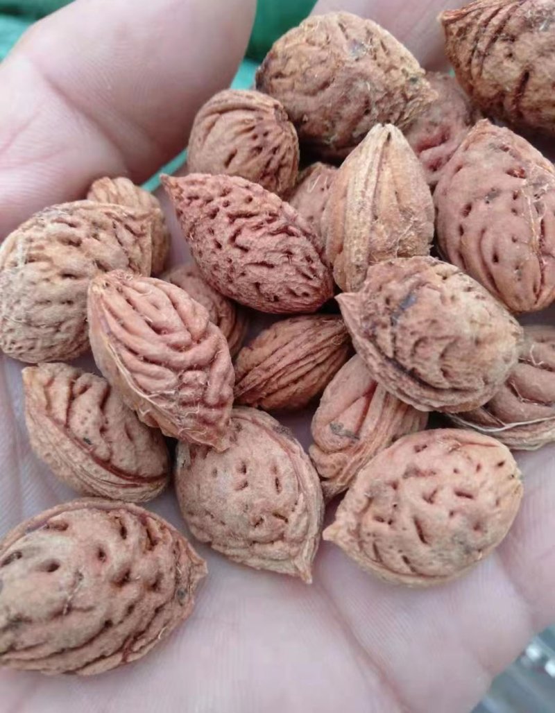 <a href='http://zishuwang.com.cn/guoshuzhongzi/1877.html' target='_blank'>毛桃種子</a>